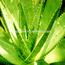 Meilleur qualité Extrait d&#39;Aloe Vera, Meilleur prix Aloe Vera Extrait poudre